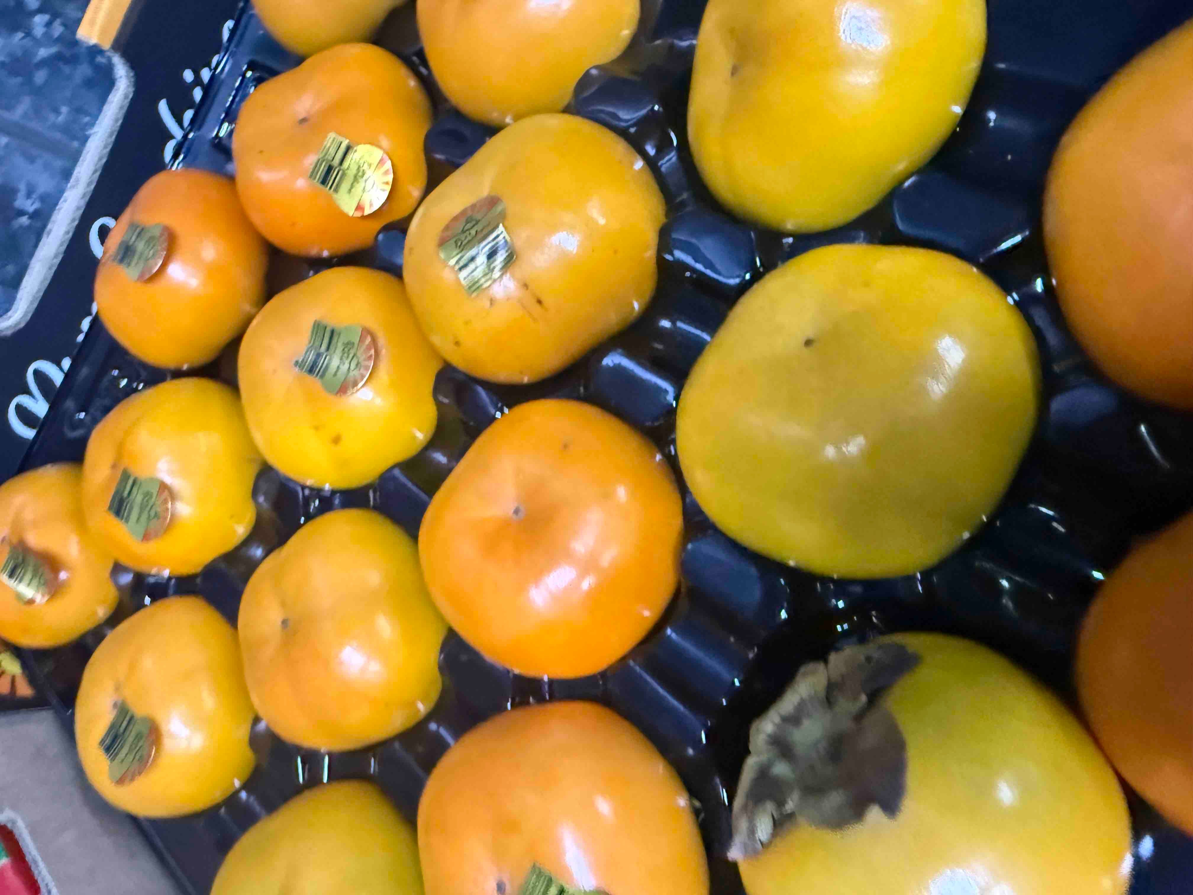 Persimmon Australia 16’s