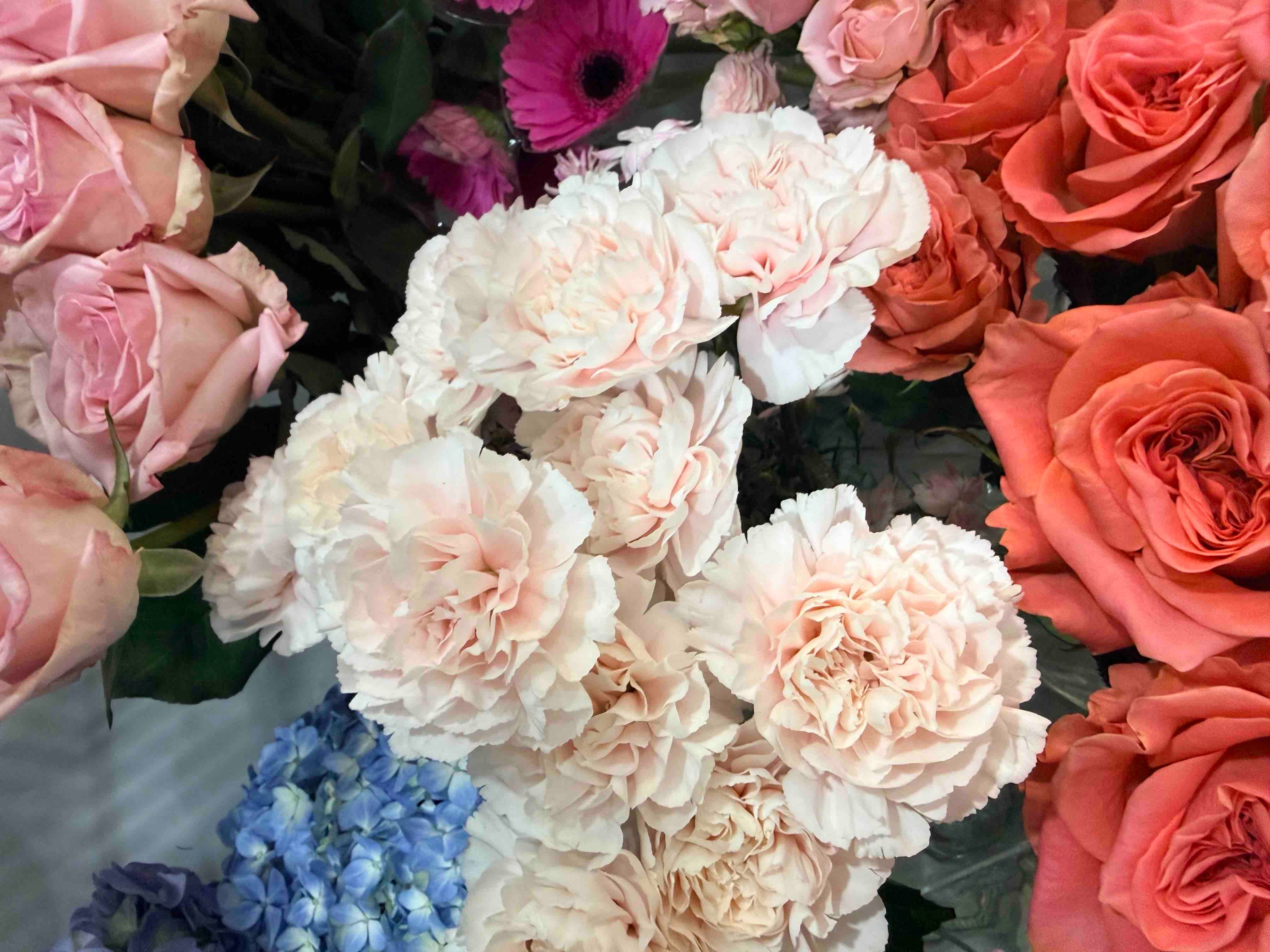 Single Stalk Carnations - Random colors